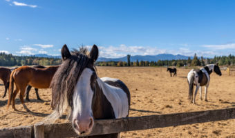 Horses in the pasture at Paradise Acres Ranch