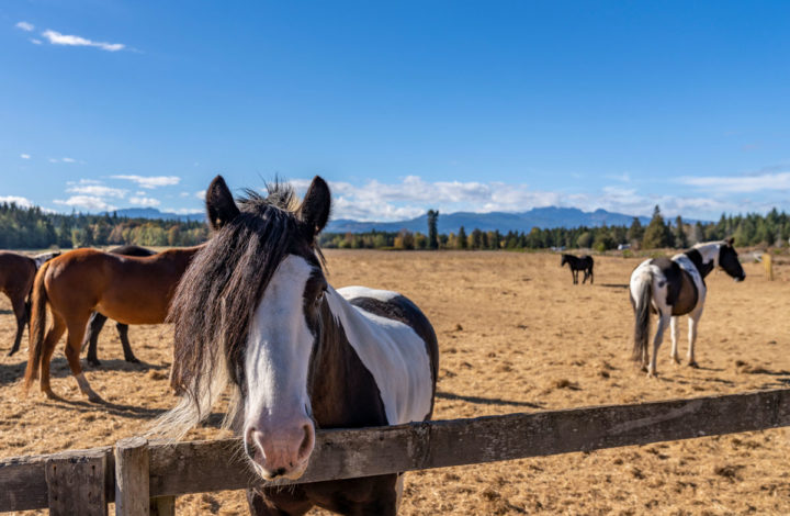 Horses in the pasture at Paradise Acres Ranch